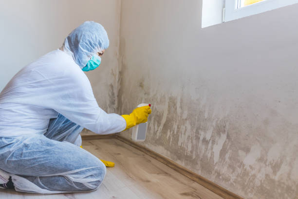 Licensed Basement Mold Remediation service in Gaithersburg, MD - WQB Mold Removal